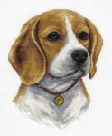 (image for) Beagle